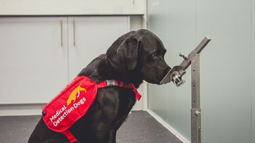 British researchers train dogs to detect COVID 19 with ‘incredible speed and accuracy