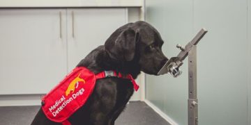 نتیجه تحقیقی جدید؛ سگ‌ها تا 94 درصد در تشخیص کرونا موفق هستند