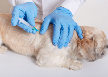 مدیران باغ‌وحش تورنتو به‌دنبال واکسیناسیون حیوانات هستند