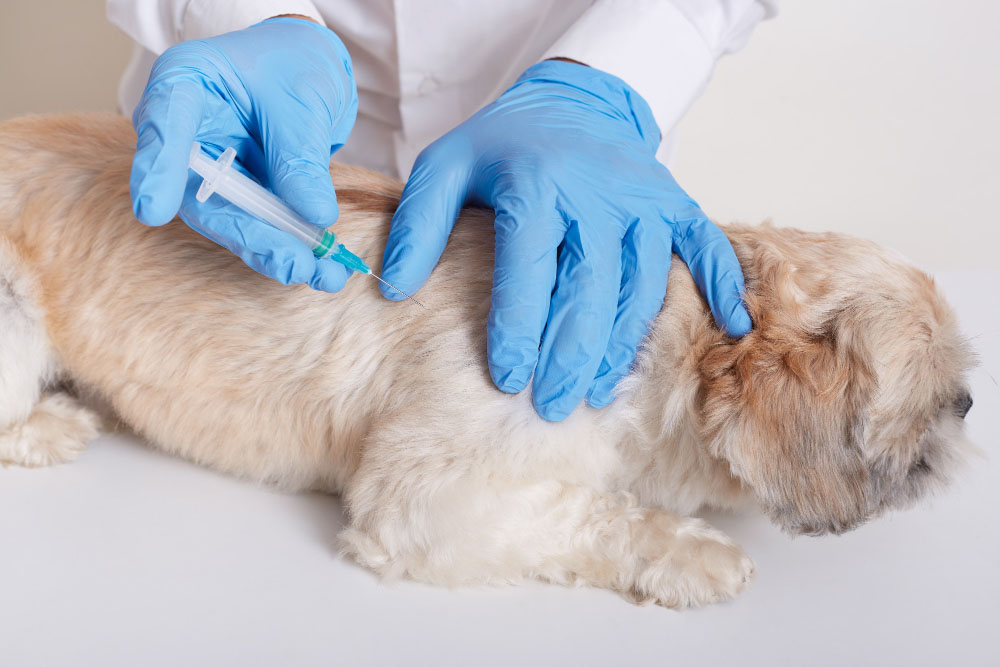 veterinarian latex loves dong injection dog vet holds syringe hands copy