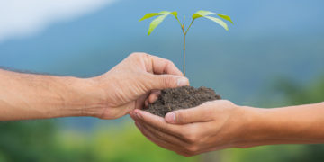 کاشت 2 میلیارد درخت در کانادا؛ وعده‌ای که دولت لیبرال برای تحقق آن می‌کوشد