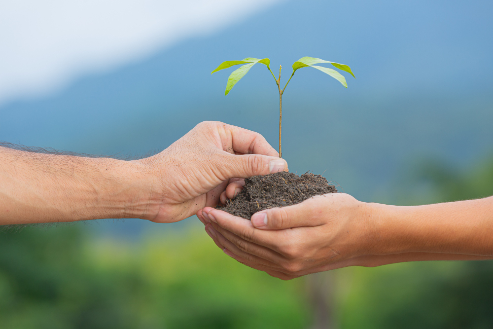 close up picture hand passing sapling plant another hand