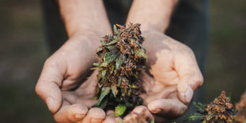 قانونی‌شدن خرید و فروش ماریجوانا تولید ناخالص داخلی کانادا را افزایش داد