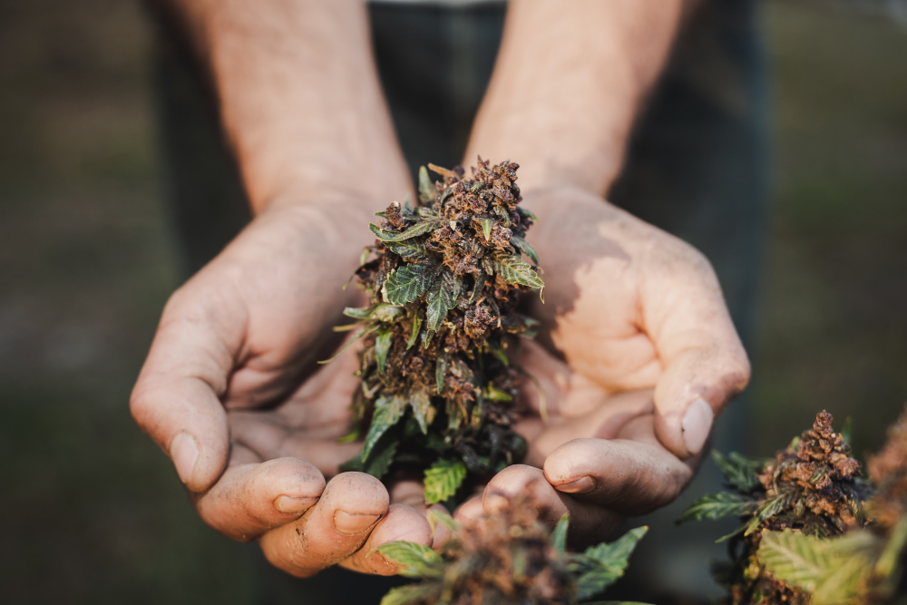 holding farmer holding cannabis leaf