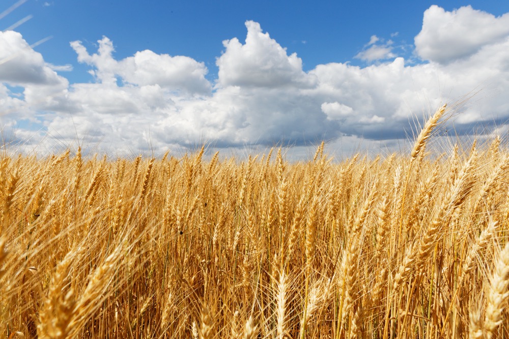 beautiful shot whet field with cloudy sky Large