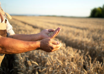 جهان درگیر با ناامنی غذایی هر سال بیش از یک میلیارد تن غذا را دور می‌ریزد!