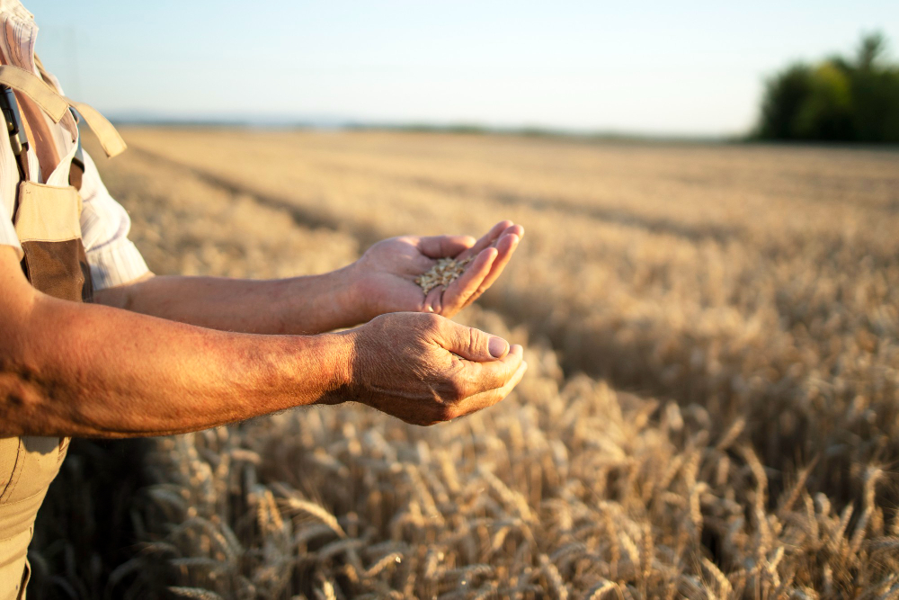 farmers hands wheat crops field