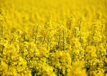 <strong>چین واردات دانه کُلزا از کانادا را بارِ دیگر آغاز کرد</strong> 1 چین واردات دانه کُلزا از کانادا را بارِ دیگر آغاز کرد