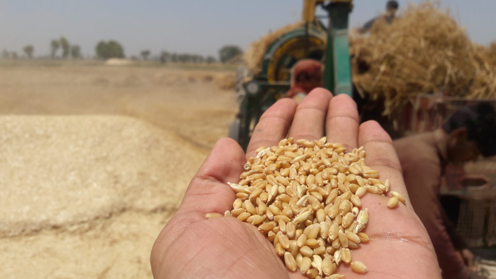 Harvesting crops of wheat