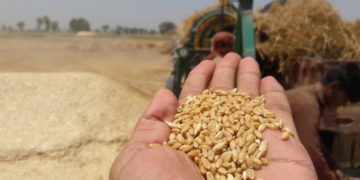 افزایش قیمت جهانی گندم مصرف کنندگان را به فکر جایگزین‌های ارزان‌تر انداخت