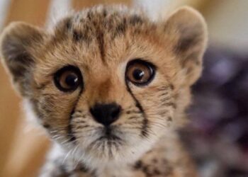 «پیروز» توله یوز ایرانی تلف شد