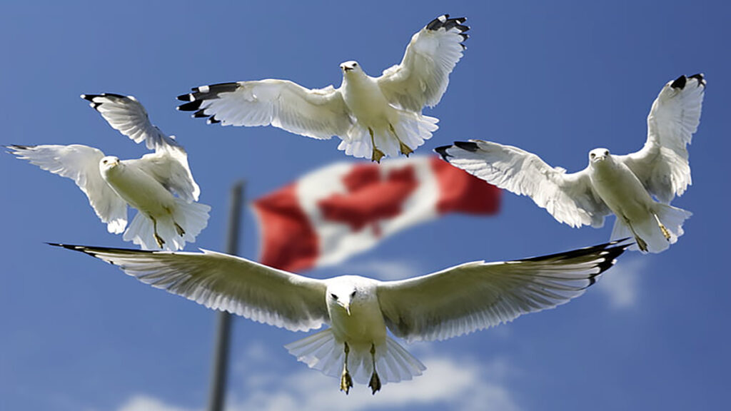 gulls formation flag