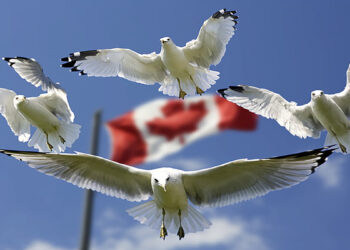 زوج مهاجر ایرانی روی لبه پرتگاه بی‌خانمانی یا اخراج از کانادا