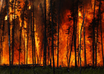 ده میلیون هکتار از جنگل‌های کانادا در آتش‌سوزی‌های اخیر خاکستر شد