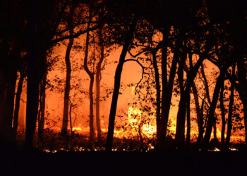 آتش‌سوزی‌ در جنگل‌های کانادا باعث انتشار بیش‌ترین میزان گازهای گلخانه‌ای شد