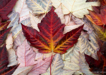 کاهش مهاجرت در نیمه ۲۰۲۵ / پیش‌بینی جذب ۴۱۵ هزار مقیم دائم در کانادا