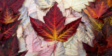 کاهش مهاجرت در نیمه ۲۰۲۵ / پیش‌بینی جذب ۴۱۵ هزار مقیم دائم در کانادا